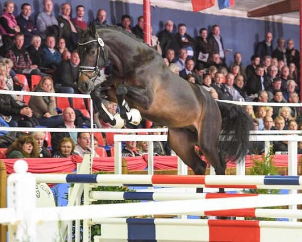stallion Khedira (Oldenburg show jumper, 2015, from Kannan)