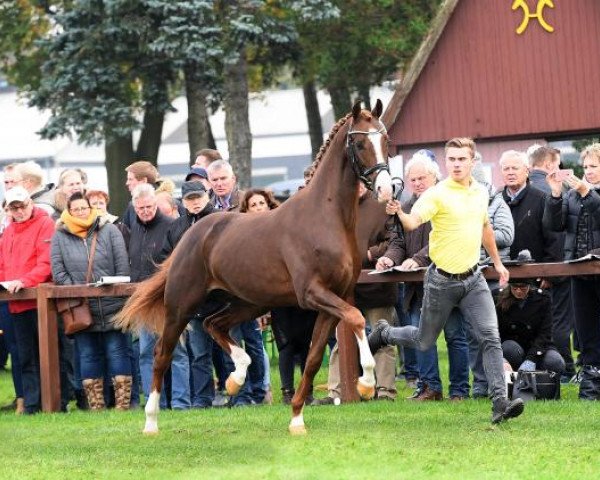 stallion D'Olympus (Hanoverian, 2015, from Don Olymbrio)