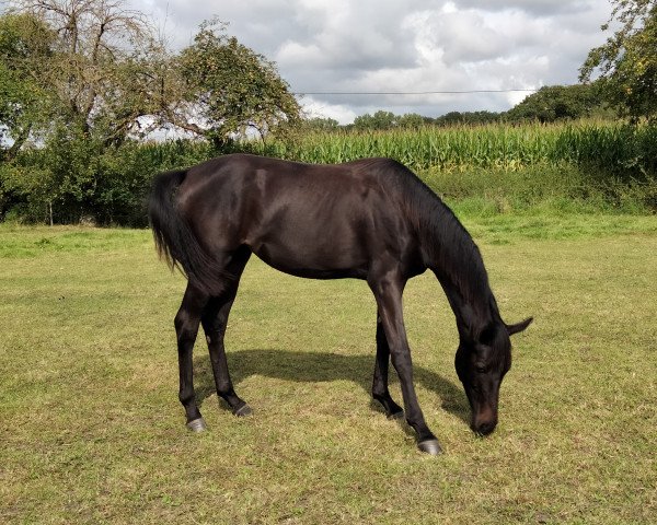 dressage horse Falihandra HS (Rhinelander, 2020, from Falihandro)