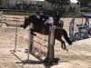 jumper Piet 43 (German Sport Horse, 2006, from Pessoa VDL)