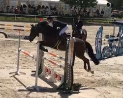 jumper Piet 43 (German Sport Horse, 2006, from Pessoa VDL)