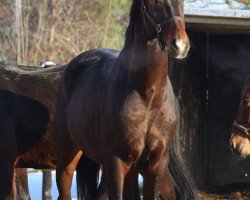 dressage horse Don Rubin (Oldenburg, 2015, from Don Cismo)