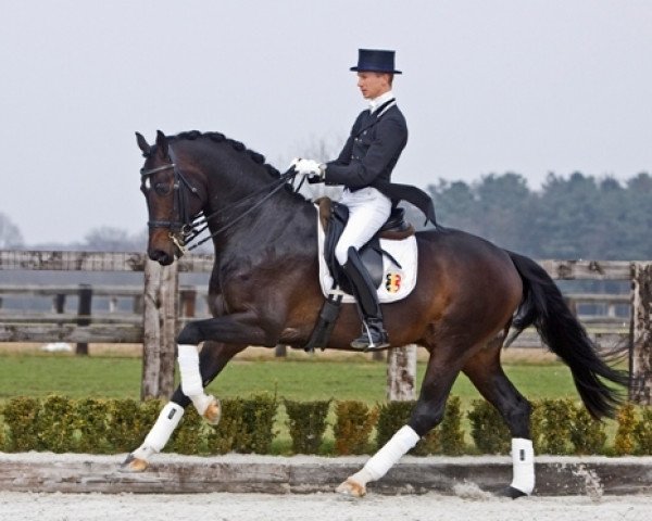 stallion Westenwind (KWPN (Royal Dutch Sporthorse), 2003, from Flemmingh)