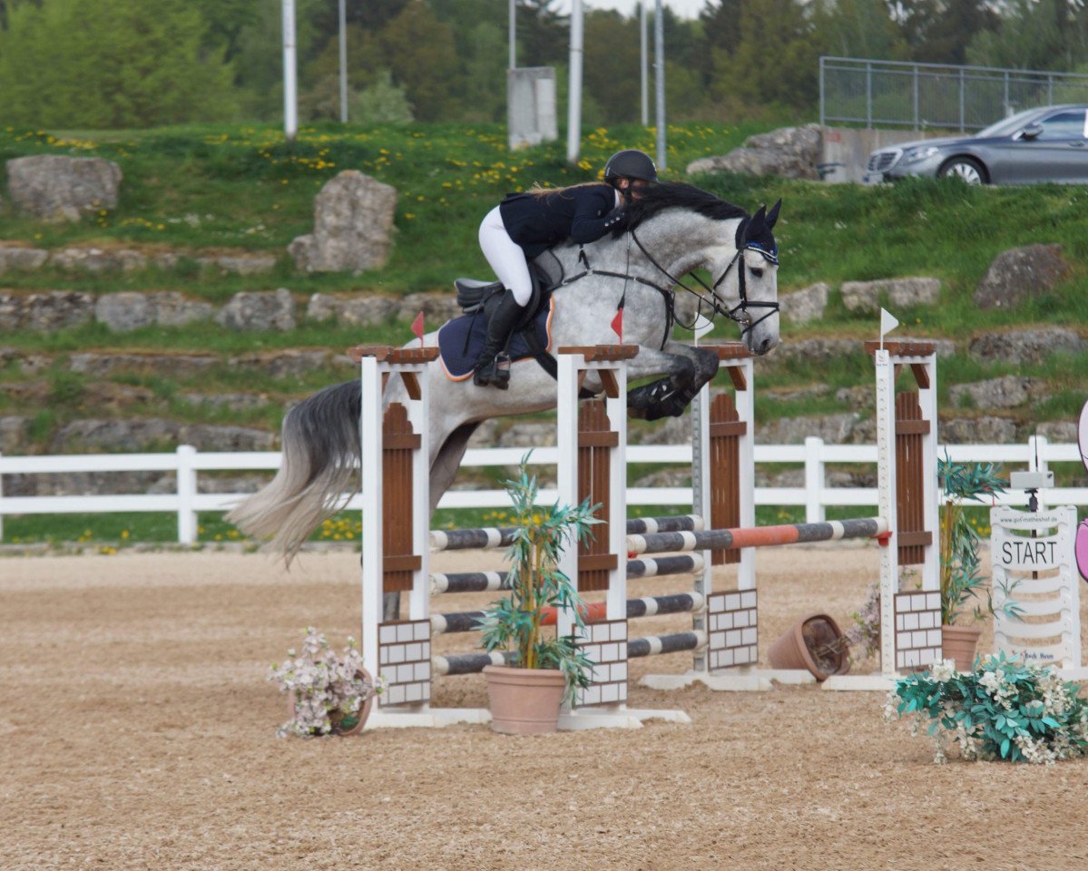 stallion Valerio (Hanoverian, 2014, from van Gogh)