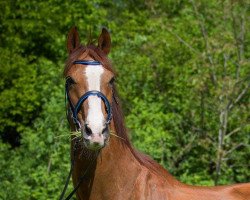 Pferd Lucky Day 8 (Hessisches Warmblut, 1998, von Lucky Lionell)