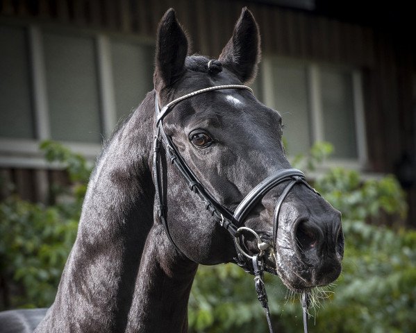 horse Earl (Hanoverian, 1999, from Escudo I)