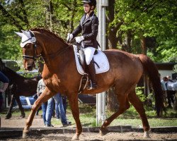 dressage horse August der Starke 2 (German Sport Horse, 2004, from Adelante I)