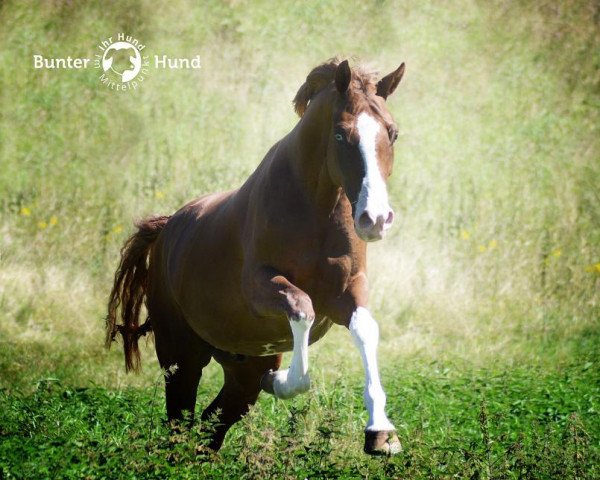dressage horse Cracker Blue Eye (German Riding Pony, 2012, from FS Cracker Jack)