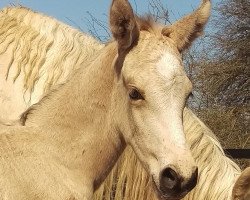 broodmare Calahari (anglo european sporthorse, 2018, from Carlsson vom Dach)