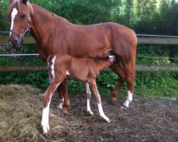 broodmare Love Vegas (Holsteiner, 2003, from Lansing)