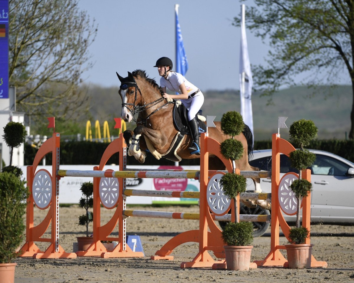 Springpferd Loenneberger 3 (Westfale, 2003, von Lissabon 29)