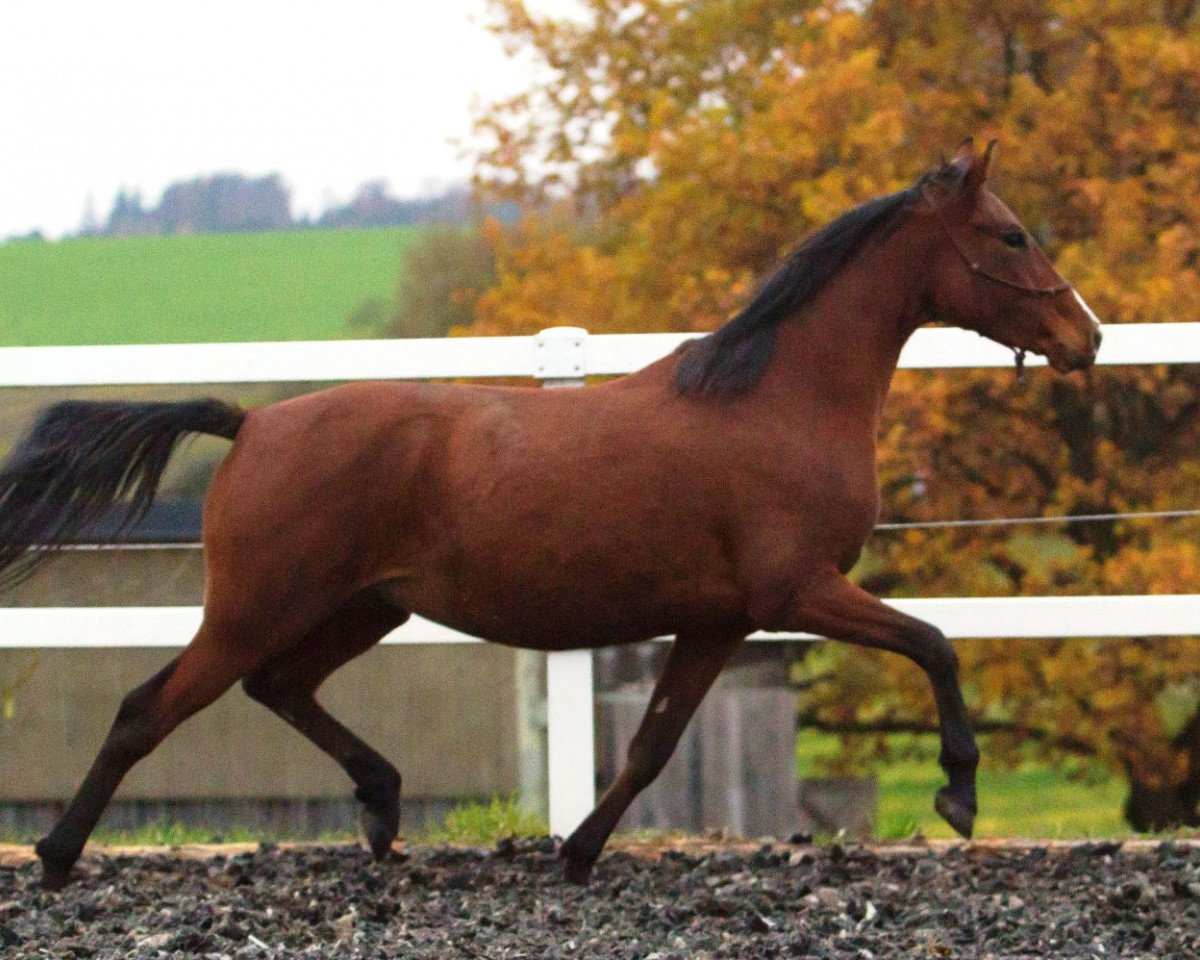 broodmare Ria (German Riding Pony, 2011, from Fs Coco Jambo)