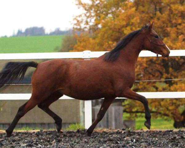 broodmare Ria (German Riding Pony, 2011, from Fs Coco Jambo)