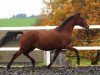 broodmare Ria (German Riding Pony, 2011, from Fs Coco Jambo)