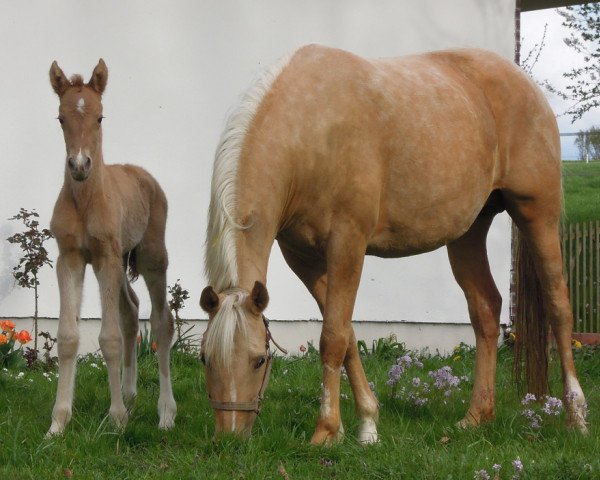 dressage horse Carry Me (German Riding Pony, 2015, from Mac Creamy)