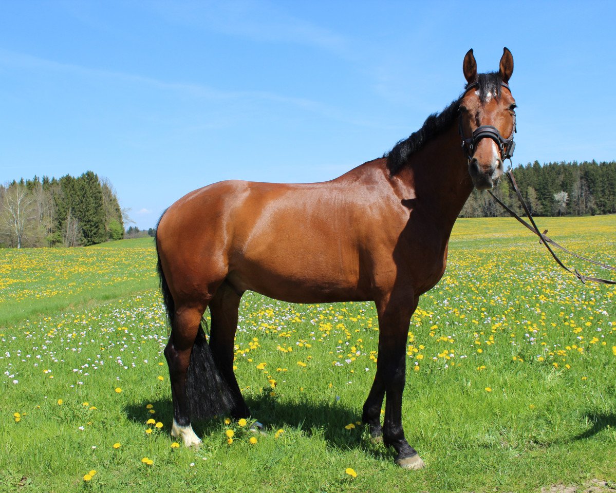 jumper Lough Dan (Oldenburg show jumper, 2009, from Lord Z)