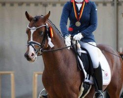 stallion Tackmann's D-Jay (German Riding Pony, 2014, from D-Day AT)