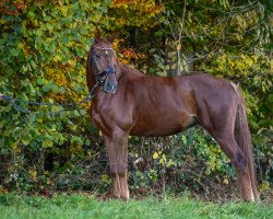 Springpferd Carifa (Oldenburger, 2015, von Caretinus K)