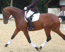 Zuchtstute Sacre du Printemps (Trakehner, 1996, von Caprimond)