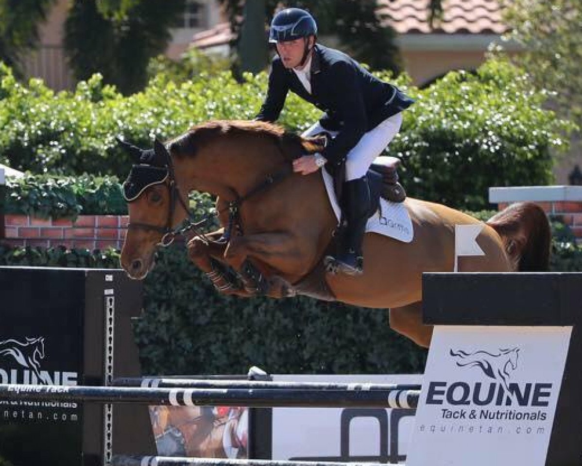 jumper Carabelle (KWPN (Royal Dutch Sporthorse), 2007, from Lord Z)