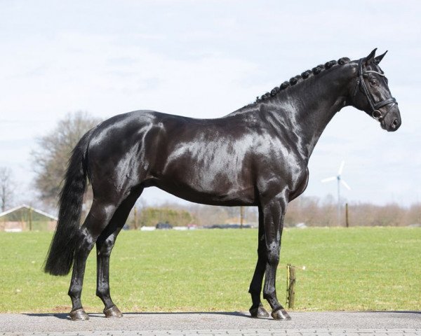 dressage horse Posseidon (Hanoverian, 2014, from Don Index)
