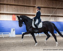 dressage horse Saro Hi (Württemberger, 2010, from Birkhof's Sirtaki)