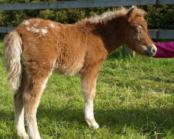 horse Fine Maya V (Dt.Part-bred Shetland pony, 2017, from Fimba vom Olendiek)