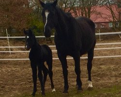 broodmare Eske (Hanoverian, 2004, from El Bundy)