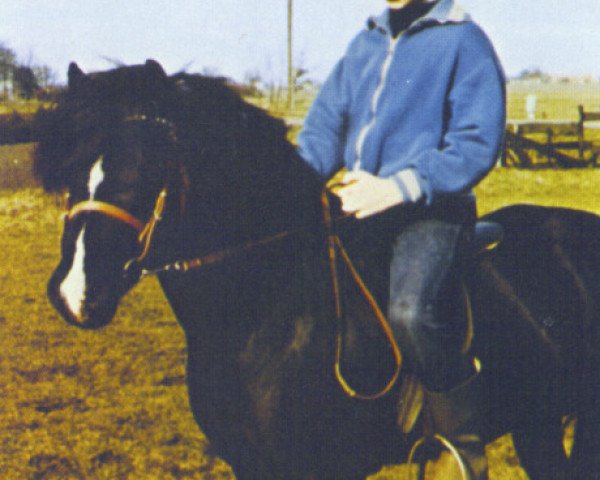 Deckhengst Weald Revolt (Welsh Pony (Sek.B), 1967, von Solway Master Bronze)