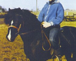 Deckhengst Weald Revolt (Welsh Pony (Sek.B), 1967, von Solway Master Bronze)