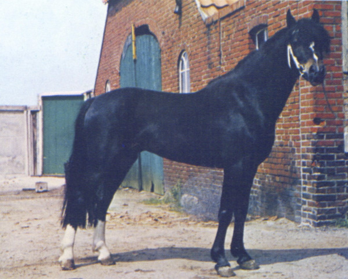 Deckhengst Cusop Colonel (Welsh Pony (Sek.B), 1965, von Cusop Burglar)