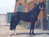 stallion Cusop Colonel (Welsh-Pony (Section B), 1965, from Cusop Burglar)
