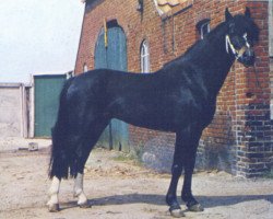 Deckhengst Cusop Colonel (Welsh Pony (Sek.B), 1965, von Cusop Burglar)