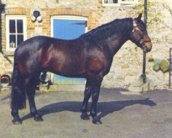 Pferd Knaresborough Sir Robert (Cleveland Bay, 1968, von Mulgrave Supreme)