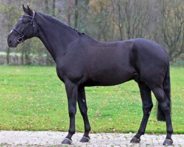 Deckhengst Glasgow van het Merelsnest (Belgisches Warmblut, 2006, von Nabab de Rêve)