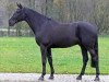 Deckhengst Glasgow van het Merelsnest (Belgisches Warmblut, 2006, von Nabab de Rêve)
