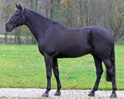 Deckhengst Glasgow van het Merelsnest (Belgisches Warmblut, 2006, von Nabab de Rêve)