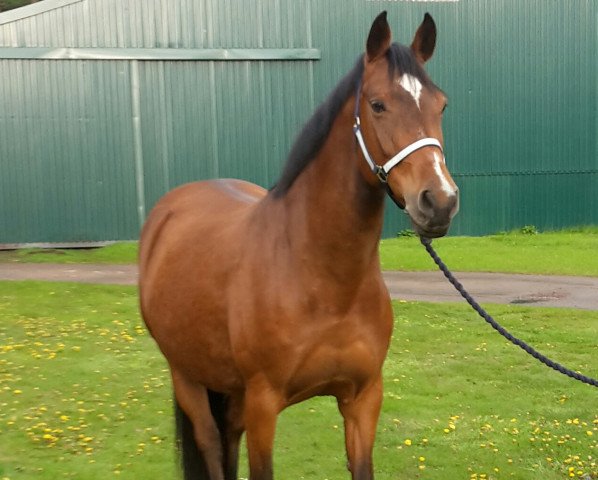 broodmare Sissi Top 2 (Oldenburg, 2005, from Lucky Top)