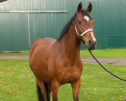 Pferd Sissi Top 2 (Oldenburger, 2005, von Lucky Top)