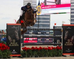 jumper Classic (KWPN (Royal Dutch Sporthorse), 2007, from Armitage)