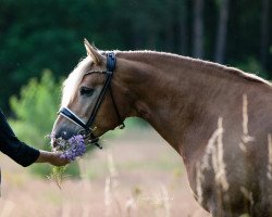 horse Avalon 310 (Haflinger, 2007, from Arachon I)