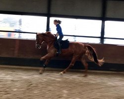 dressage horse San Fortuna (Oldenburg, 2015, from Radisson)