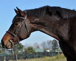 horse Sternentänzerin (Mecklenburger, 2008, from Juventus)