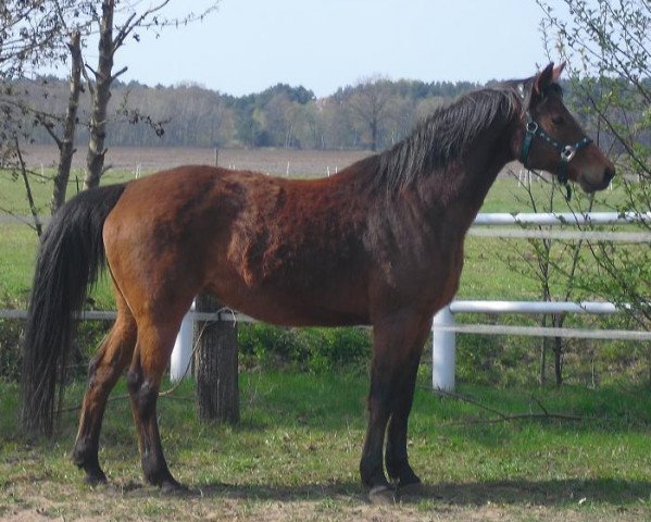 broodmare Solitaire (Trakehner, 1994, from Caprimond)