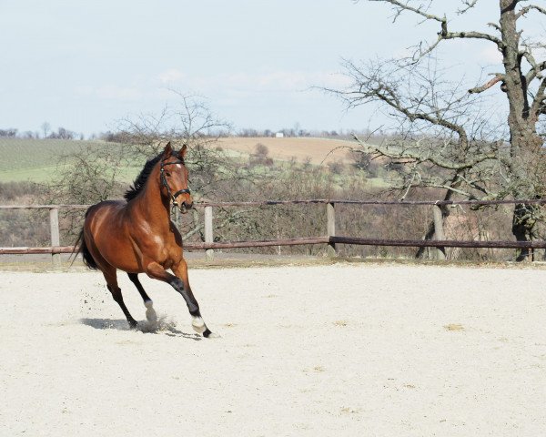 Zuchtstute Serjade (Deutsches Sportpferd, 2015, von Franziskus FRH)