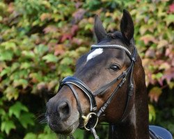 dressage horse Dance For Us 5 (Hanoverian, 2009, from Dancier)