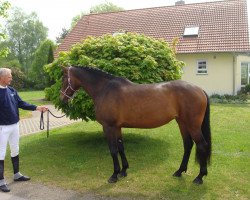 Springpferd Chanell di Coco (Holsteiner, 2006, von Corofino II)