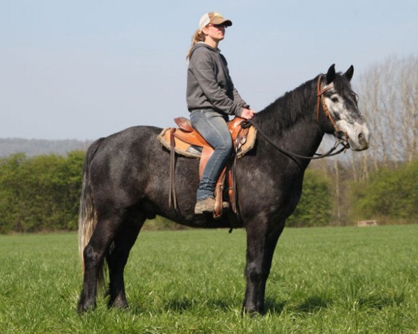 Pferd Jojo (Connemara-Pony, 2014)