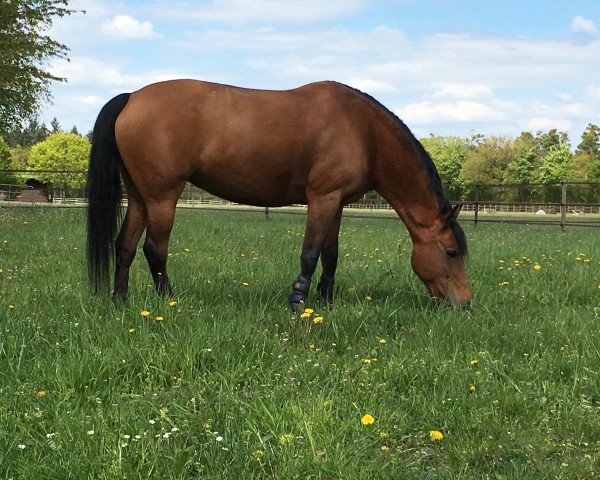 jumper Kantje's Ulena (New Forest Pony, 2001, from Berkhof's Higgledy Piggledy)