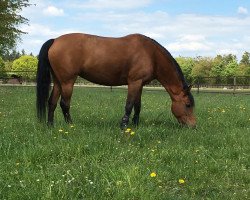 jumper Kantje's Ulena (New Forest Pony, 2001, from Berkhof's Higgledy Piggledy)